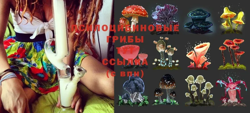 дарнет шоп  Поворино  Галлюциногенные грибы Psilocybine cubensis 